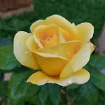 Al Centro Di Le Due Rose-con Patio Privato * Lecce