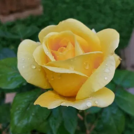 Al Centro Di Le Due Rose-con Patio Privato * Lecce