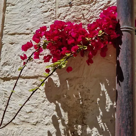 Al Centro Di Le Due Rose-con Patio Privato レッチェ