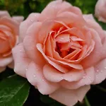 Al Centro Di Le Due Rose-con Patio Privato شقة