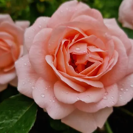 Al Centro Di Le Due Rose-con Patio Privato Daire