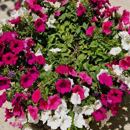 Al Centro Di Le Due Rose-con Patio Privato 아파트 *