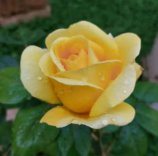 Al Centro Di Le Due Rose-con Patio Privato * Lecce